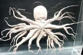 日本核辐射有多可怕？96条腿的章鱼，简直是现实版的生化危机图片