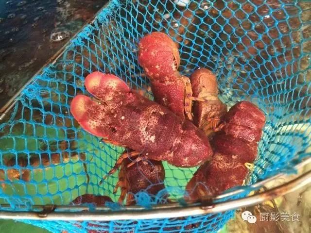 花胶选几级的 花胶等级顺序鱼胶排名大全