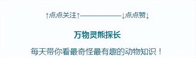 老人说黄鳝血是大补，小伙去田里钓起大黄鳝，生喝血酒差点没命？