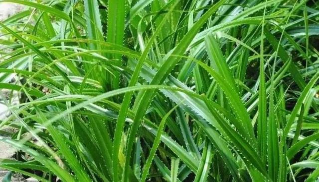 除了芦苇叶，还有6种叶子可以包粽子，哪种叶包粽子最香？早准备
