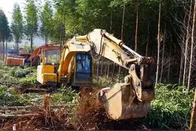 广西清桉还蔗，农户反应平淡，甚至有点反感。甜蜜事业甜了谁的心图片