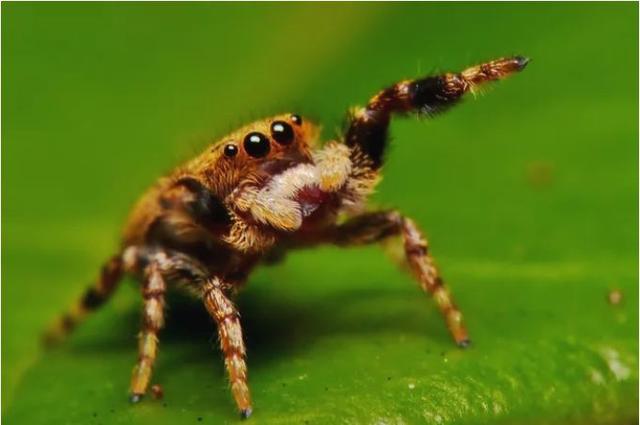 11种无脊椎动物的片和介绍向您展示该类动物的多样性