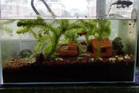 鱼缸爆螺了，怎么治理？图片