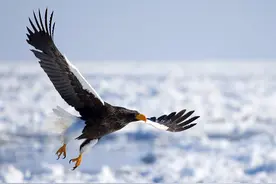 世界十大凶猛鸟类实力排名，战斗力爆表图片