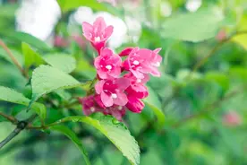 石榴花开的季节——五月榴花红似火图片