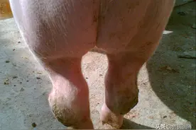 仔猪腿瘸、肿大包，是链球菌还是副猪？养猪人怎么区分呢？图片