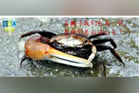 为什么大多数人都是右撇子? | No.380图片