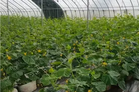 黄瓜要想产量高，如何浇水施肥不伤根？正确的方法要知道图片