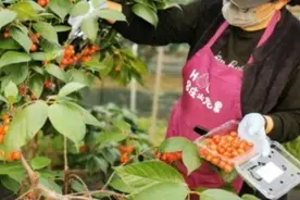 假日里，来浦东这个庄园，近距离接触火龙果、亲手摘小樱桃吧！图片