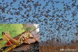 22年前，浙江10万“鸭兵”去新疆消灭蝗虫，最终战果如何？图片