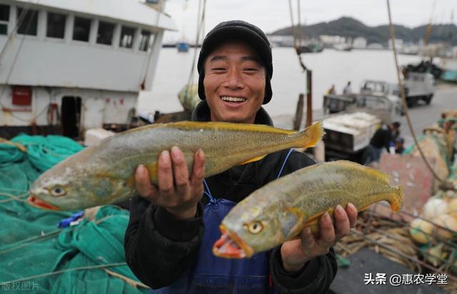 胶钱鱼一斤多少钱 金钱鳘鱼胶一斤多少钱