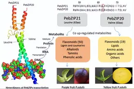热情果的超级武器：bZIP转录因子如何应对严峻环境挑战？图片