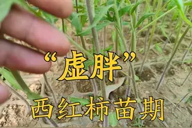 西红柿小苗期，如何判断是“虚胖”还是徒长？关键性因素有三类图片