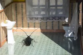 家里有蟑螂用什么拖地可以去除？用84消毒剂拖地能驱赶蟑螂吗？图片