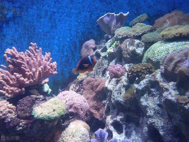 你的防晒利器竟是“珊瑚杀手”？