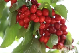 收藏！10条大樱桃采摘线路图片