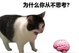 表情包‖你的脑子呢？超市不卖猪脑子，有空去看看脑子吧图片