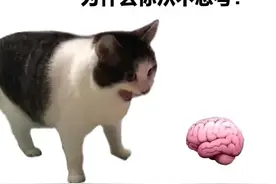表情包‖你的脑子呢？超市不卖猪脑子，有空去看看脑子吧图片