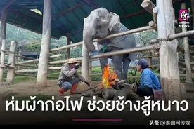 天气太冷！泰国大象换“冬装”、烤火御寒图片