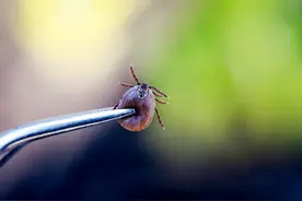 这种虫叮了会致命，超两亿人有感染风险图片