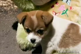 垃圾桶旁有个玩具熊，流浪小狗却想与它交朋友，最后都被“收养”图片