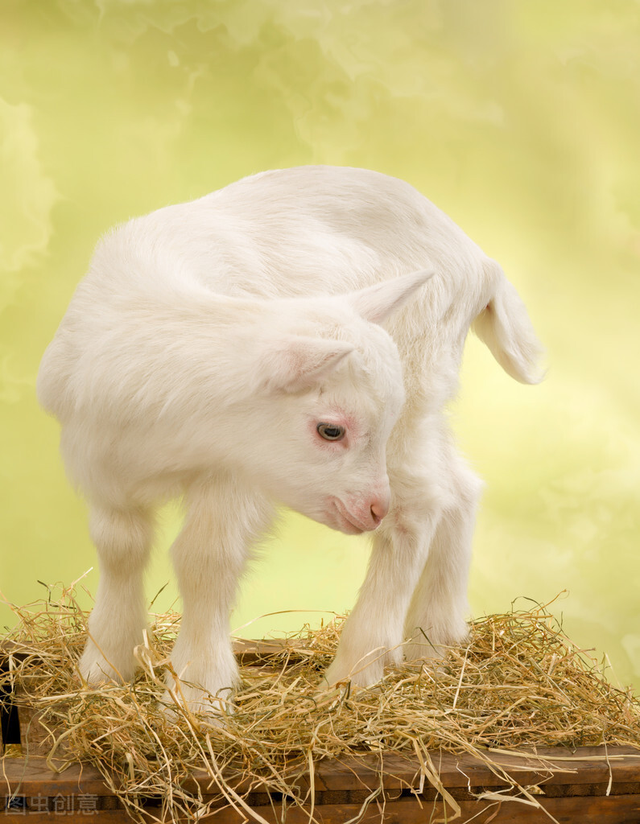 简介几种常用的夏令药物