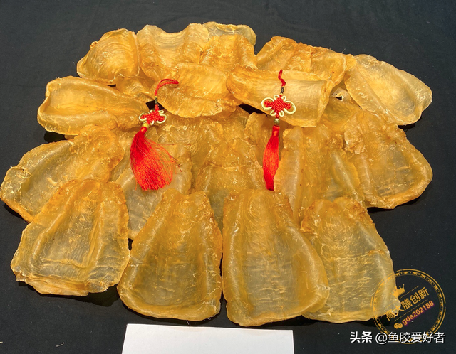 国内最大斗湖鱼胶图 斗湖鱼胶是什么品种