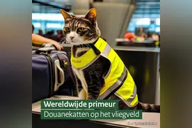 全球第一只海关猫？刚被帅到，就发现真相哭笑不得！图片