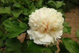 这个牡丹中的稀有品种，你知道是怎么培育出来的吗？图片