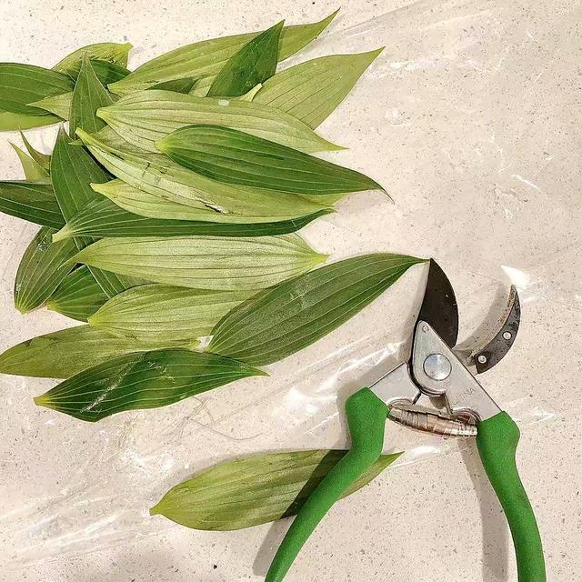 百合花开花后别扔掉，这样处理一下，花朵又大又惊艳，年年开花