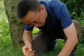 3人发病1人死亡！紧急提醒：这些蘑菇有剧毒，千万别吃图片