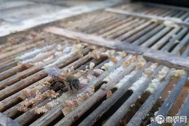 蜂胶价格一斤多少钱？蜂胶和蜂王浆有什么区别？图片