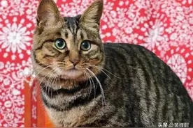 一花一世界，一叶一菩提，以洋字打头的词语图片