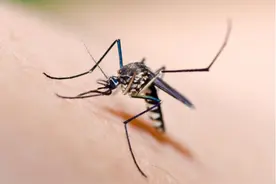 家里蚊子多千万不要慌，教你这2个土方法，一夏天都不用蚊香了！图片