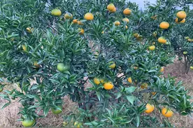 柑橘修剪不管几杆，做好三剪两不剪，就是行家了图片