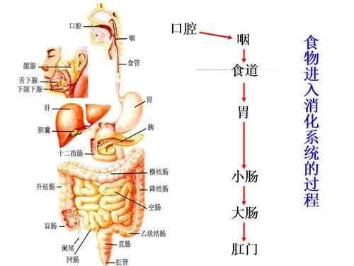 糖与我们的“亲密关系”，了解糖在体内是如何吸收，代谢，转化