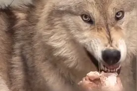 连饲养员都怕的狼王，却被女孩养成二哈，狼群地位最高的竟是土狗图片