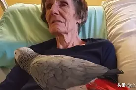 法国女子临终前，收养25年的鹦鹉到病床前留下一句话，网友：泪奔图片