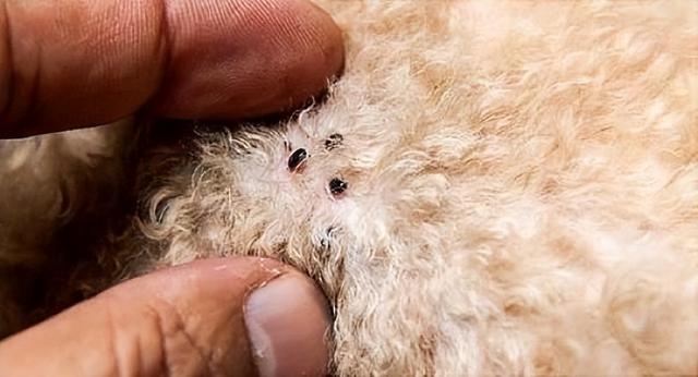 狗狗身上有这几个特点,说明满是"虫子"