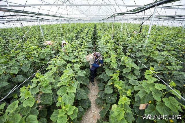 生物菌剂价格高假货太多，自己制作简单省钱，让你一次全学会