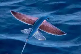 在山海经中，有一种鱼极其美丽，酸甜可口可治癫狂，预示天下丰登图片