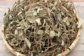 结石有热？一味金钱草，与“它”天生一对，清胆、利湿、排石图片