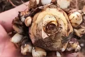天气越热开花越多的晚香玉，花色润白如玉，满院飘香图片