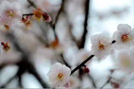 疏影横斜，暗香浮动，又是一年赏梅时图片