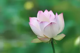 命里有时终须有：做人，要学会认命图片