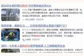 养了鹦鹉后突然出现发烧、昏迷、头痛？爱养鸟的朋友要注意这种疾病图片