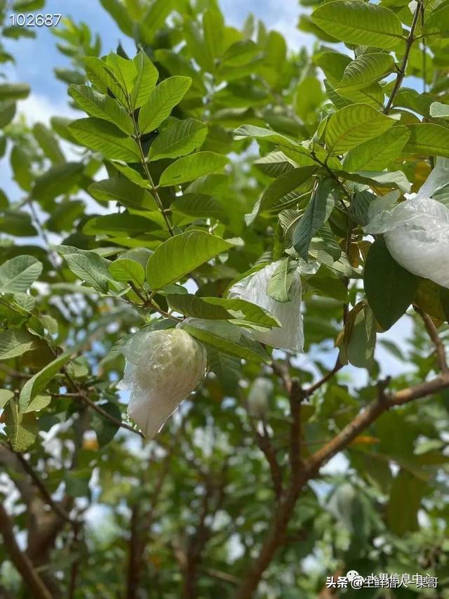 小众水果芭乐，又被茶饮店们带火了，最全芭乐说明书