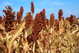 高粱是如何传入中国的？图片