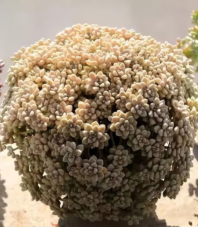 270种常见多肉图谱，一分钟认全！