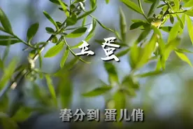 听说春分立鸡蛋成功率高 这是什么原理？民间都有哪些习俗图片